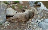 نجات جان خرس سرابی و بازگشت به زیستگاهش
